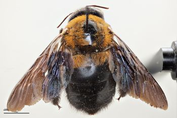 Media type: image;   Entomology 810669 Aspect: habitus dorsal view
